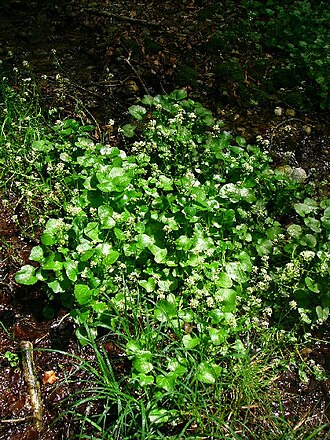 Cochlearia bavarica (Cochlearia bavarica)