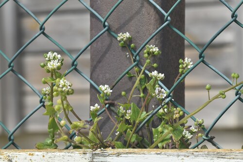 Early scurvygrass (Cochlearia danica)