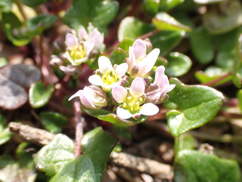 Early scurvygrass (Cochlearia danica)