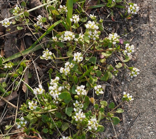 Early scurvygrass (Cochlearia danica)