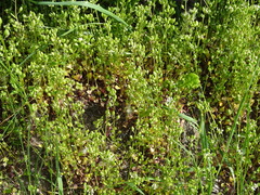 Early scurvygrass (Cochlearia danica)