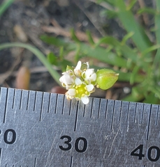 Early scurvygrass (Cochlearia danica)