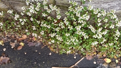 Early scurvygrass (Cochlearia danica)