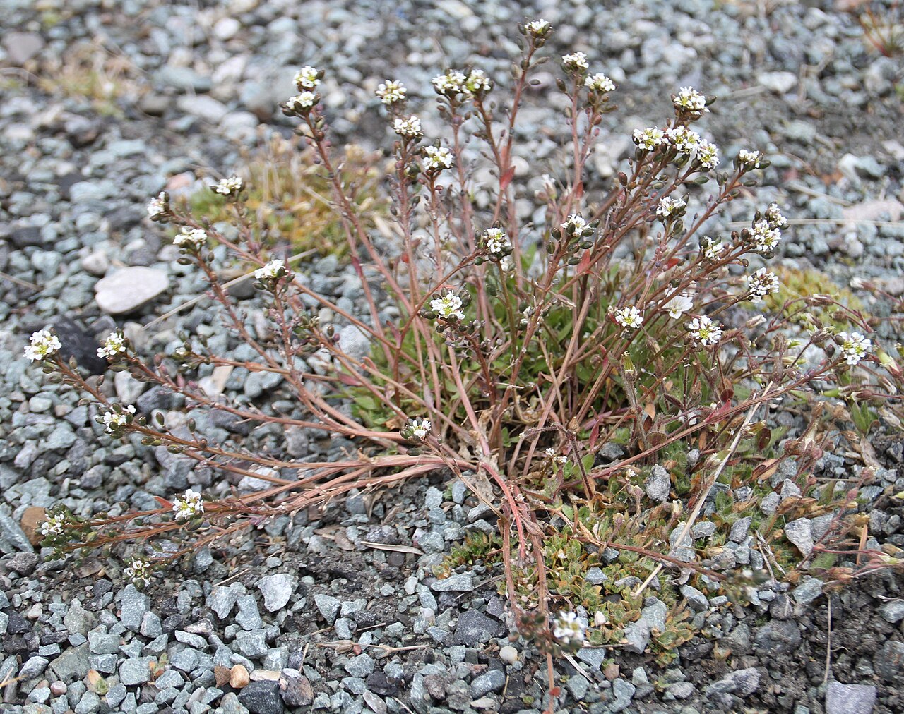 Danish scurvygrass: Photo of plant nearby Longyearbyen, Spitsbergen