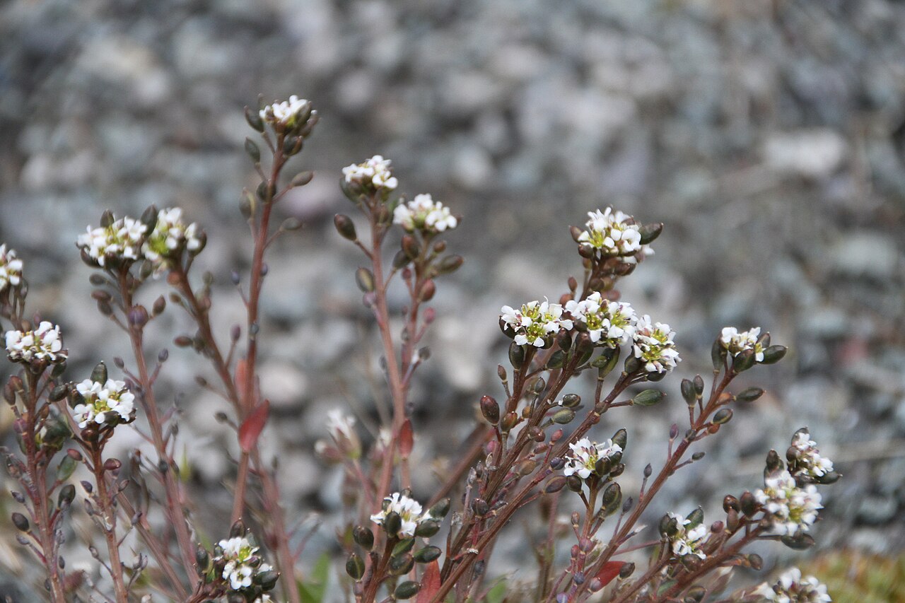 Danish scurvygrass: Photo of plant nearby Longyearbyen, Spitsbergen