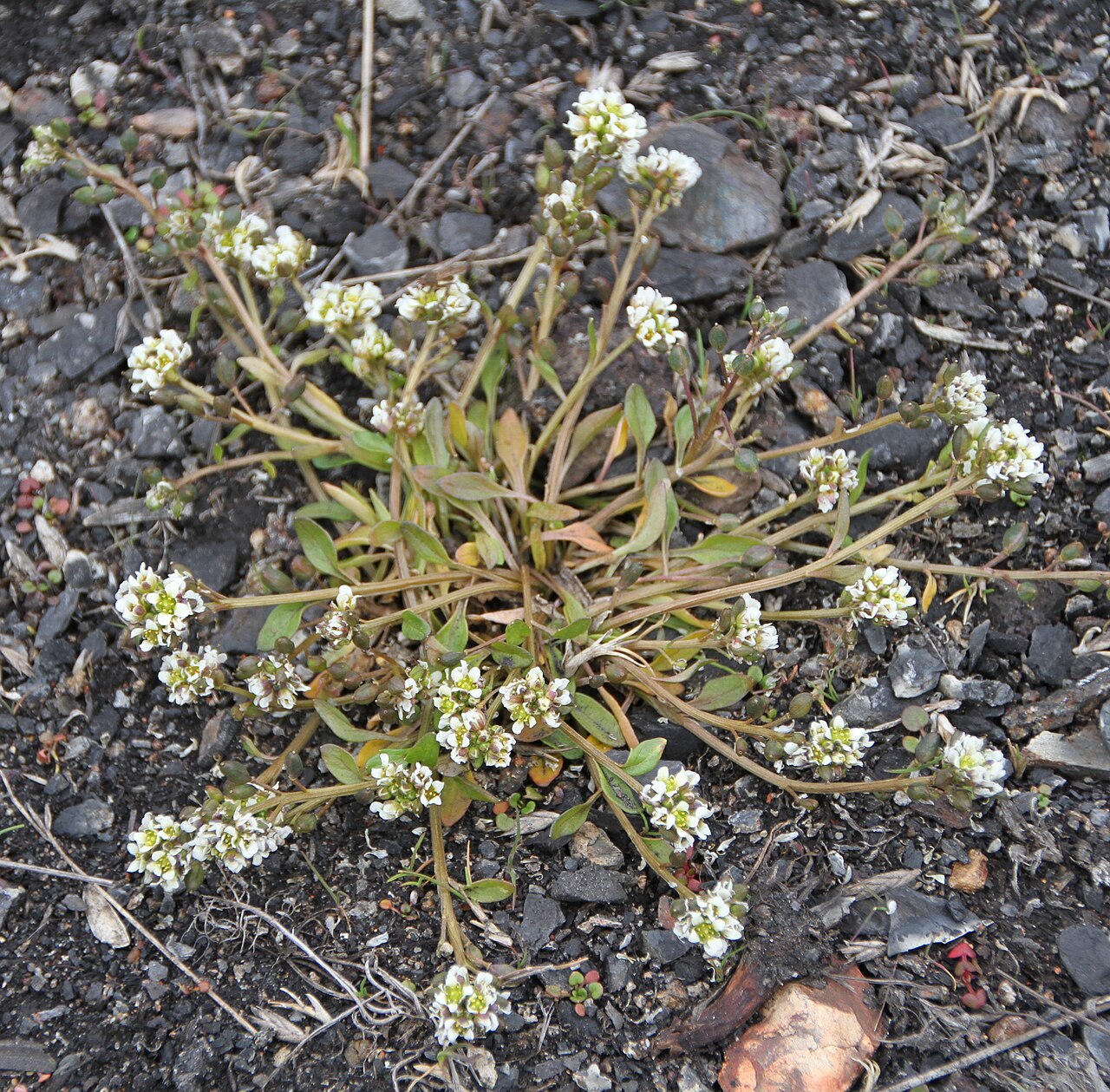 Danish scurvygrass: Cochlearia groenlandica (alt. polaris, fenestrata), the flower known in norwegian as "Polarskjørbuksurt", here at western Spitsbergen (Norway).