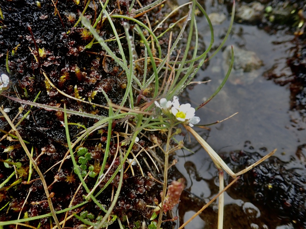 Mountain scurvygrass (Cochlearia micacea)