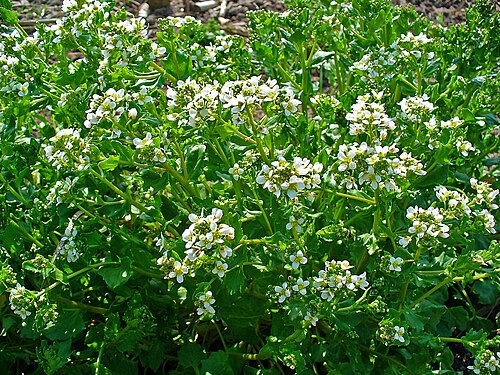Common scurvygrass: Cochlearia officinalis , Brassicaceae, Common Scurvygrass, habitus. The aerial parts of the blooming plant are used in homeopathy as remedy: Cochlearia officina