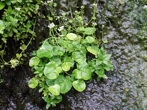 Common scurvygrass: Cochlearia_officinalis (de: Echtes Löffelkraut) on the Faroe Islands