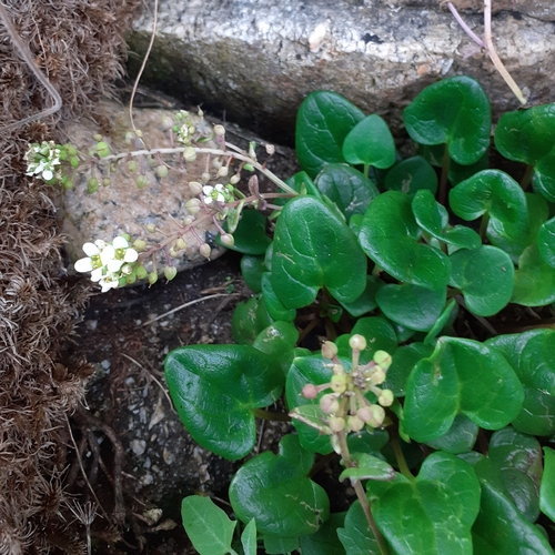 Common scurvygrass (Cochlearia officinalis)