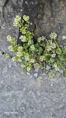 Common scurvygrass (Cochlearia officinalis)