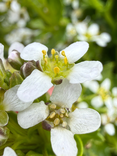 Common scurvygrass (Cochlearia officinalis)