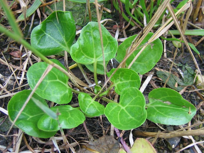 Common scurvygrass: Echtes Löffelkraut Cochlearia officinalis , Wismarbucht