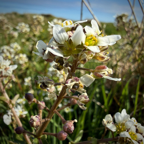 Common scurvygrass (Cochlearia officinalis)