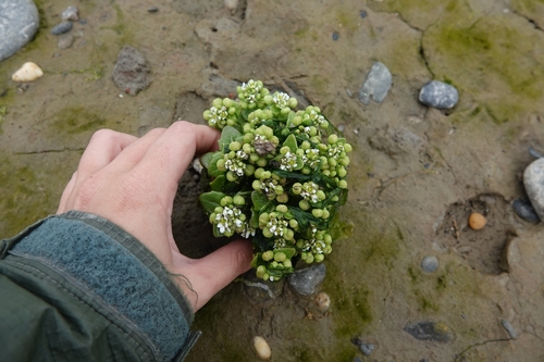 Common scurvygrass (Cochlearia officinalis)