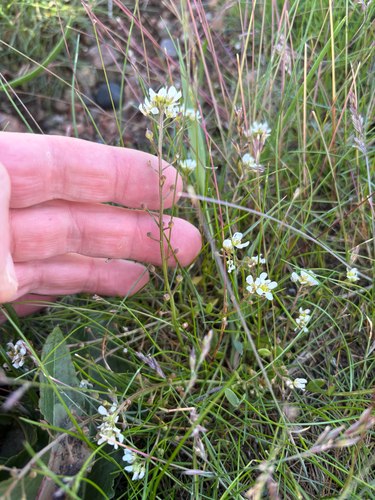 Common scurvygrass (Cochlearia officinalis)
