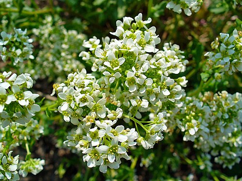 Common scurvygrass: Cochlearia officinalis , Brassicaceae, Common Scurvygrass, inflorescence. The aerial parts of the blooming plant are used in homeopathy as remedy: Cochlearia of
