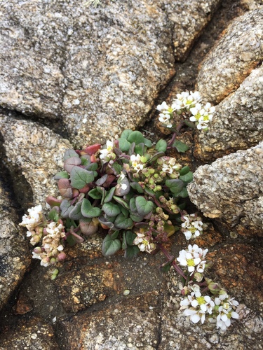 Common scurvygrass (Cochlearia officinalis)
