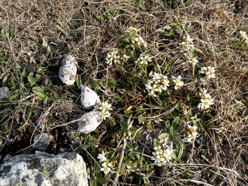 Common scurvygrass (Cochlearia officinalis)