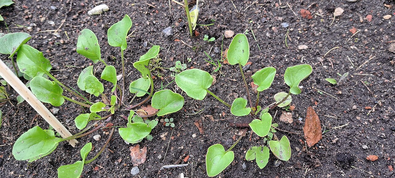 Polish scurvy-grass: Cochlearia polonica