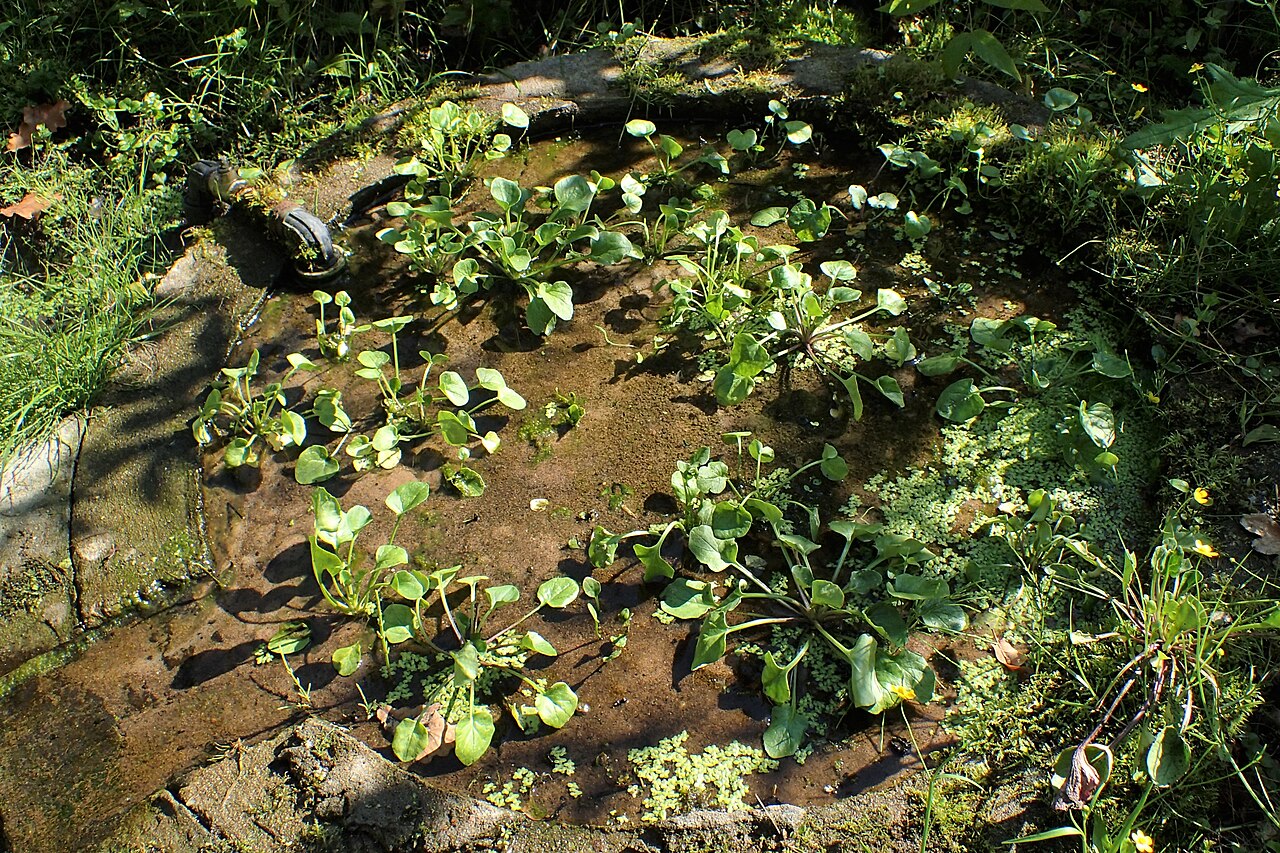 Polish scurvy-grass: Cochlearia polonica in PAN Botanical Garden in Warsaw
