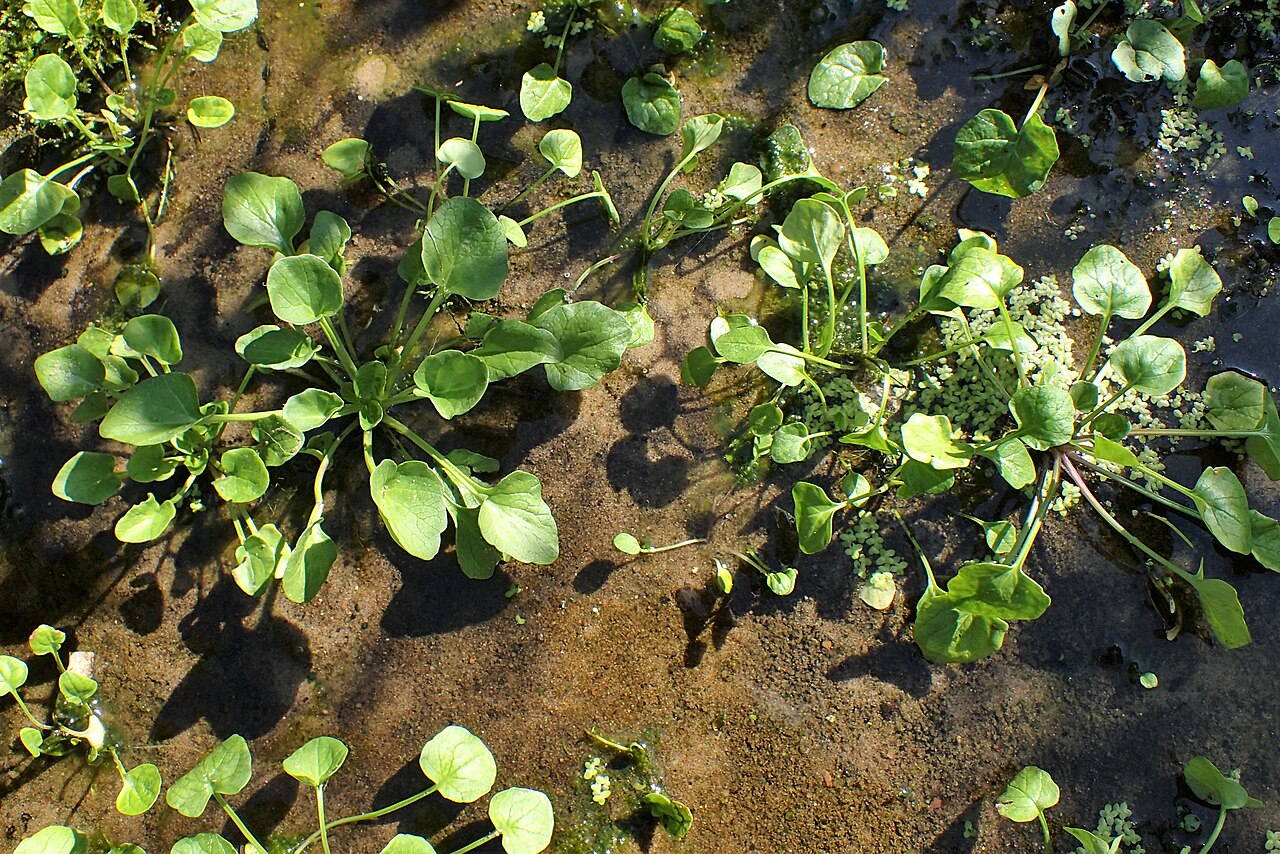 Polish scurvy-grass: Cochlearia polonica in PAN Botanical Garden in Warsaw