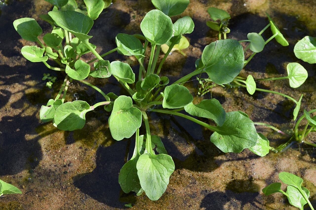 Polish scurvy-grass: Cochlearia polonica in PAN Botanical Garden in Warsaw