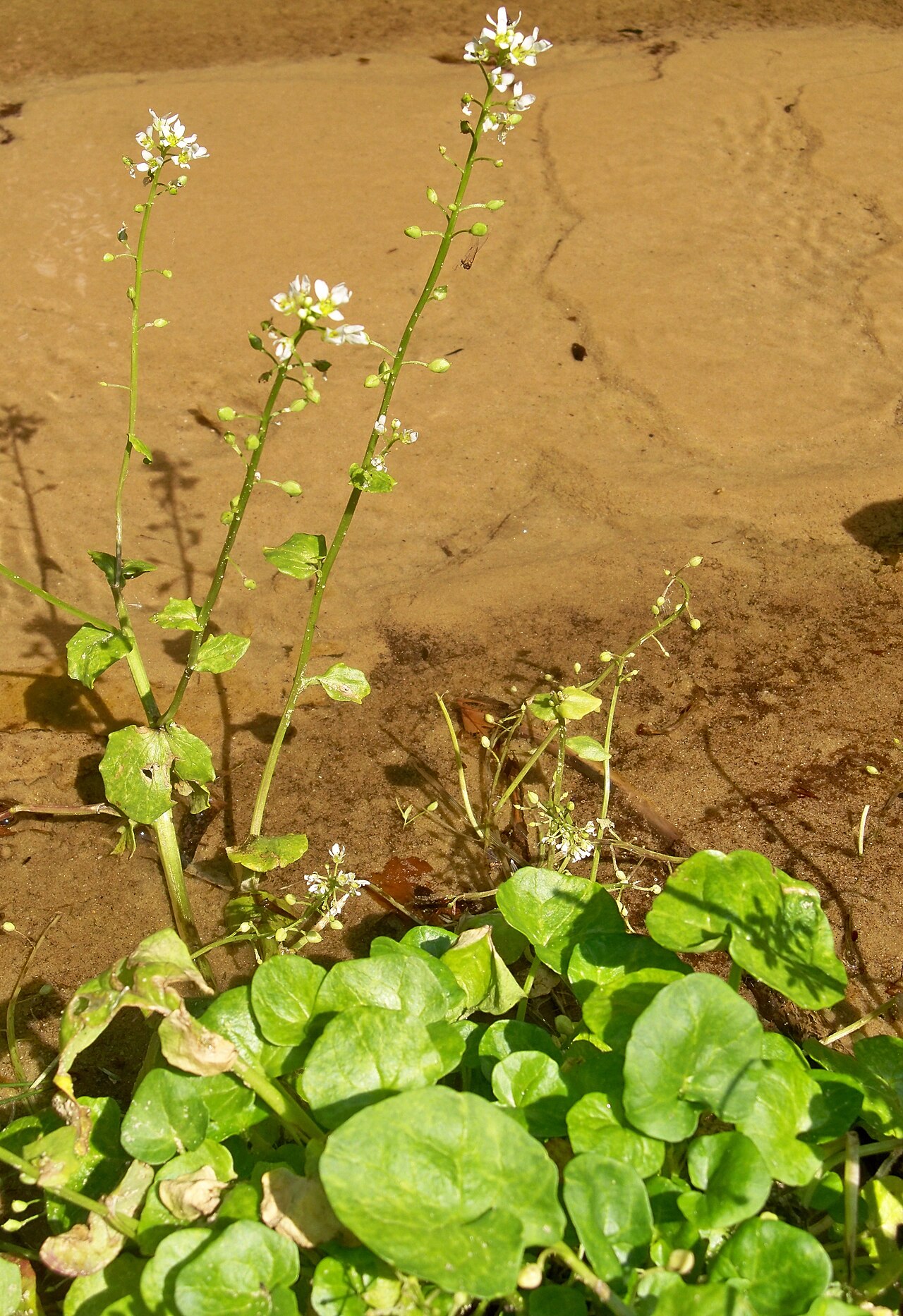 Polish scurvy-grass: Warzucha polska ( Cochlearia polonica ) na stanowisku zastępczym w źródłach Centurii – Ogrodzieniec.