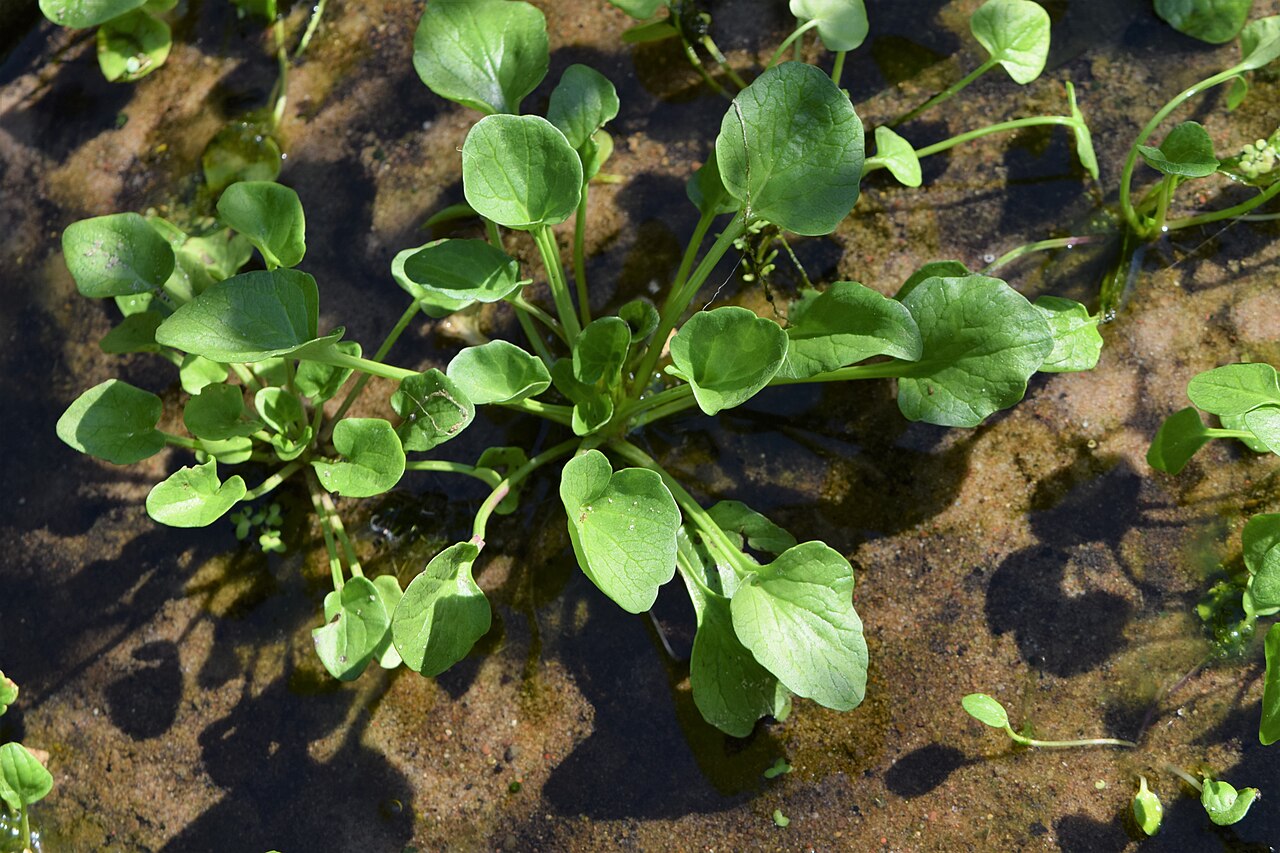 Polish scurvy-grass: Cochlearia polonica in PAN Botanical Garden in Warsaw