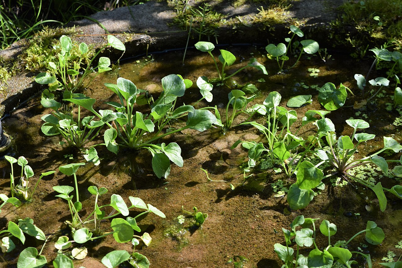Polish scurvy-grass: Cochlearia polonica in PAN Botanical Garden in Warsaw