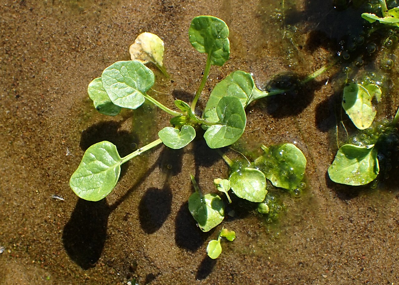 Polish scurvy-grass: Cochlearia polonica in PAN Botanical Garden in Warsaw