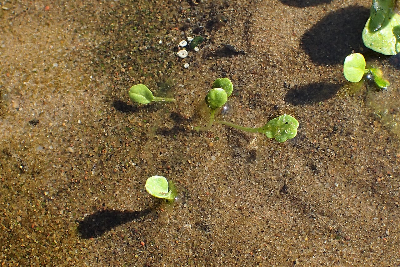 Polish scurvy-grass: Cochlearia polonica in PAN Botanical Garden in Warsaw
