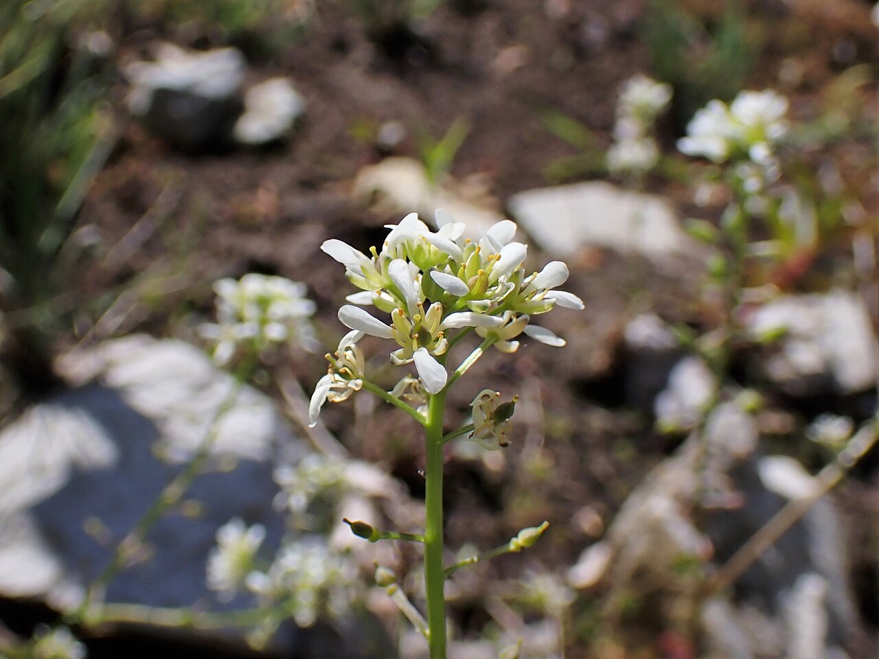 Cochlearia pyrenaica: Cochlearia macrorrhiza (synonimized with Cochlearia pyrenaica) in the Botanischer Garten, Berlin-Dahlem