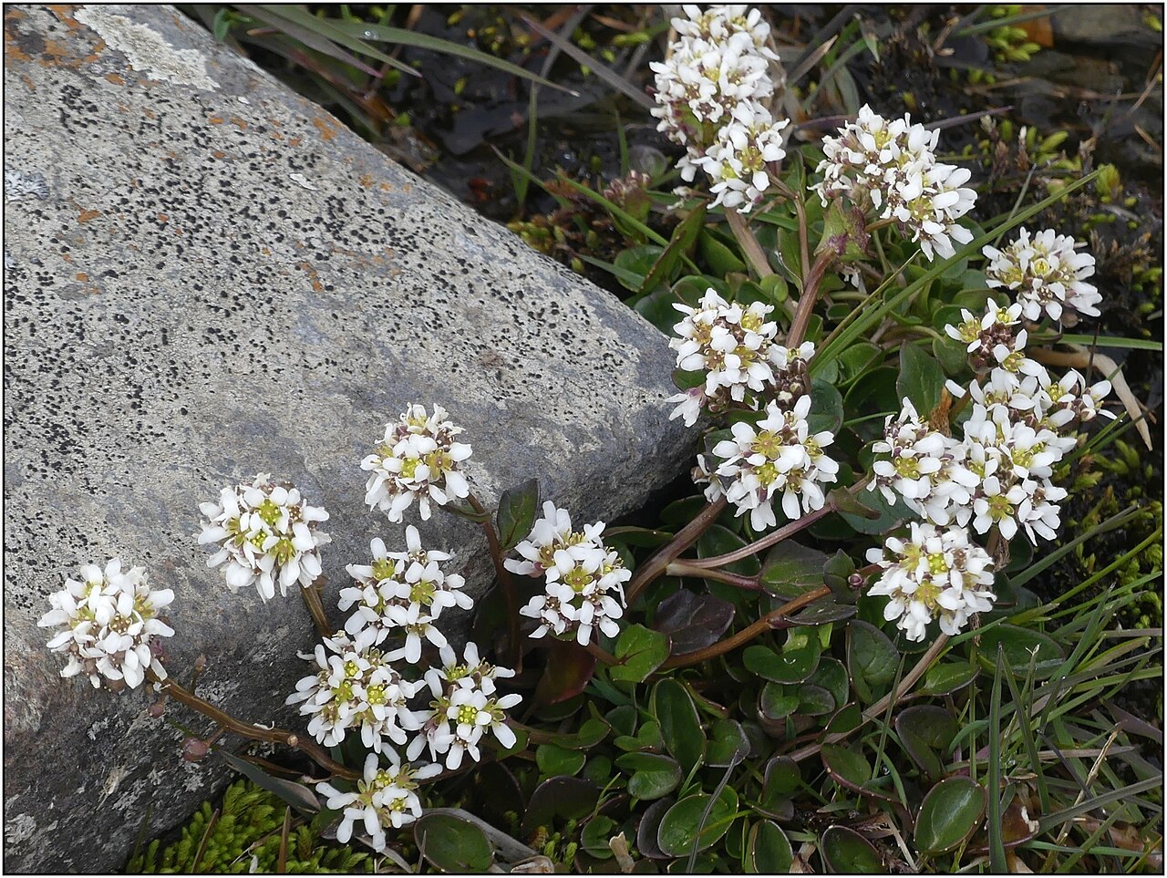 Cochlearia pyrenaica: Cochlearia pyrenaica