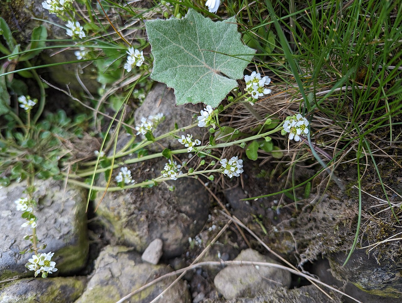 Cochlearia pyrenaica: Cochlearia pyrenaica, Teesdale