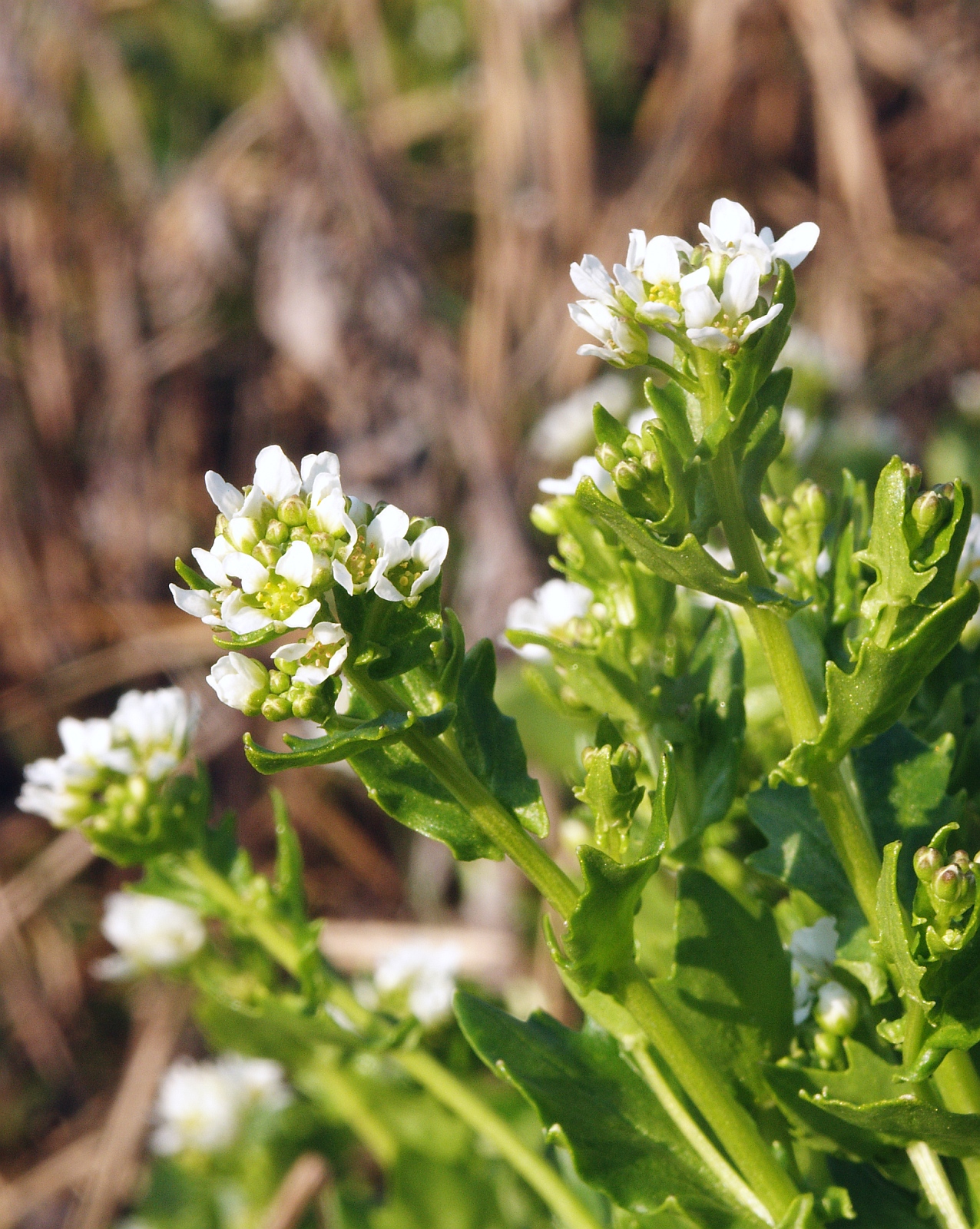 Cochlearia pyrenaica: Cochlearia pyrenaica , Hohenloher Land, Germany
