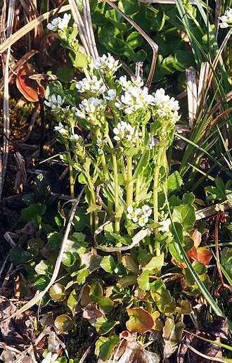 Cochlearia pyrenaica: Cochlearia pyrenaica , Hohenloher Land, Germany