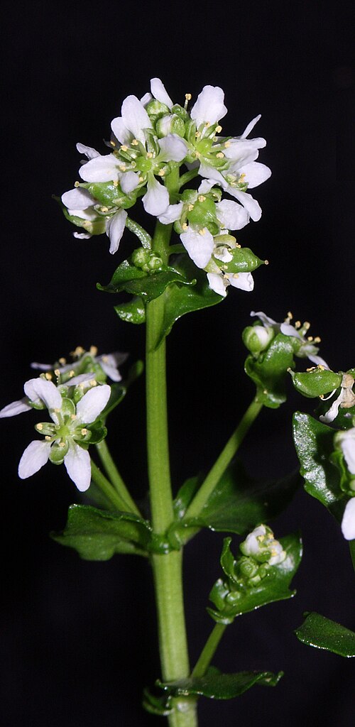 Cochlearia pyrenaica: Cochlearia pyrenaica , Hohenlohe, Germany