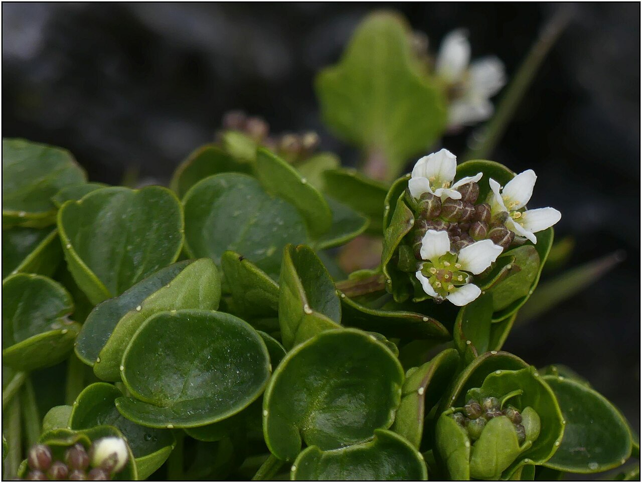 Cochlearia pyrenaica: Cochlearia pyrenaica