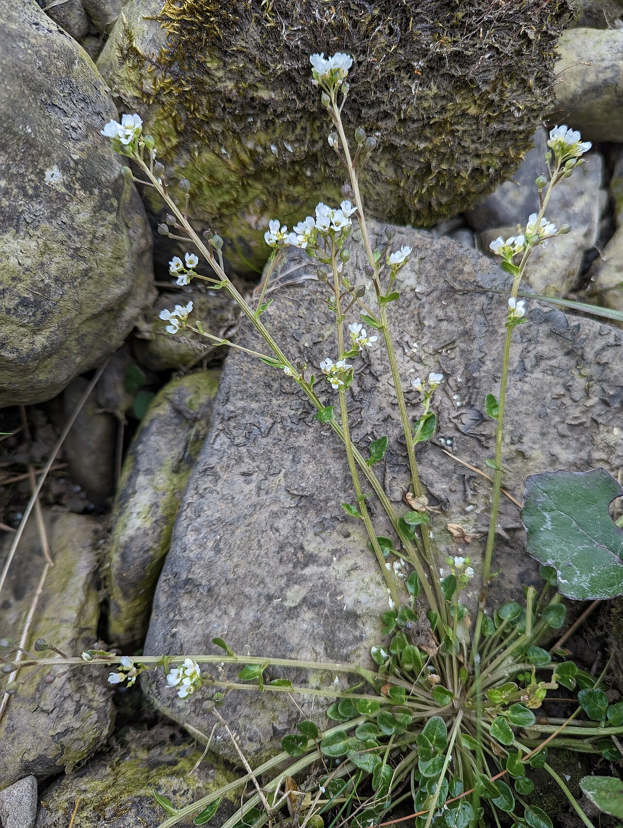 Cochlearia pyrenaica: Cochlearia pyrenaica, Teesdale_2