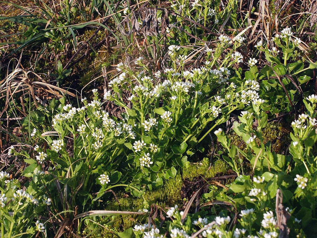 Cochlearia pyrenaica: Cochlearia pyrenaica , Hohenloher Land, Germany