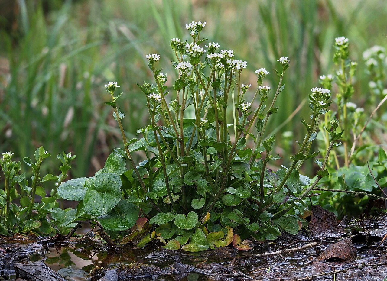 Cochlearia pyrenaica: Cochlearia pyrenaica
