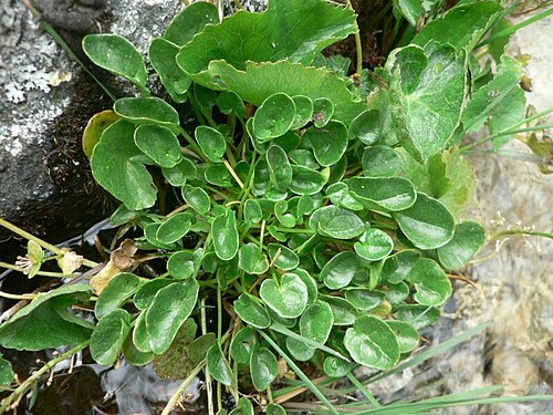 Cochlearia pyrenaica: Cochlearia pyrenaica