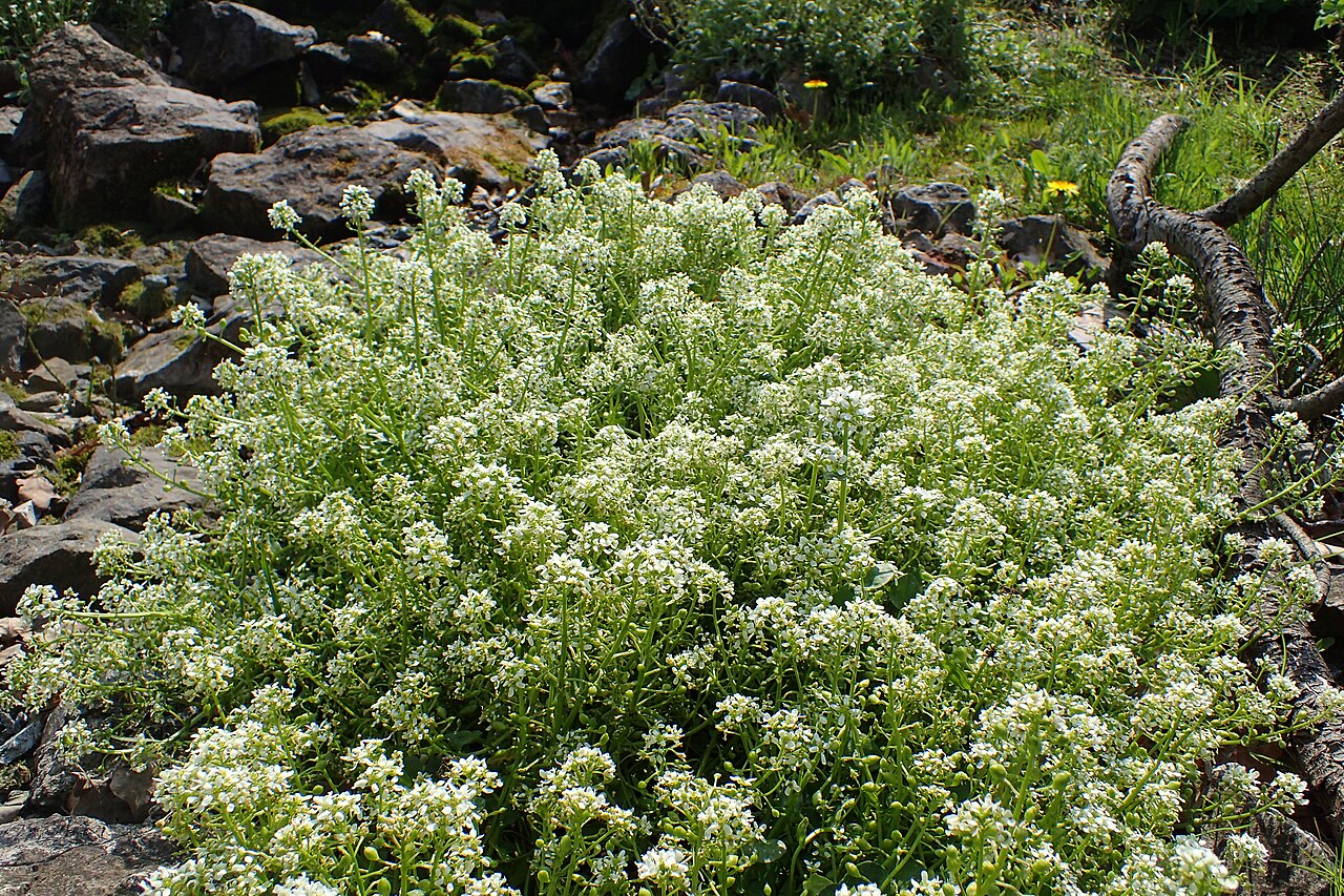 Tatra scurvy-grass: Cochlearia tatrae in PAN Botanical Garden in Warsaw