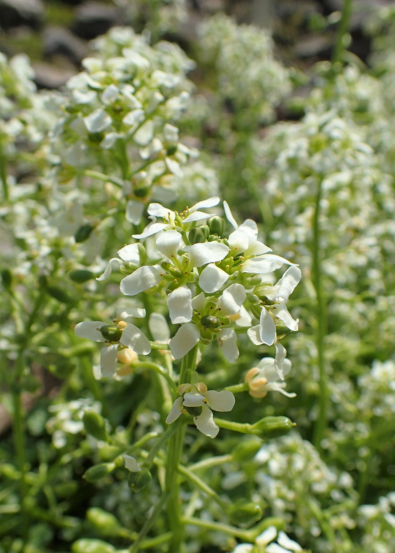 Tatra scurvy-grass: Cochlearia tatrae in PAN Botanical Garden in Warsaw