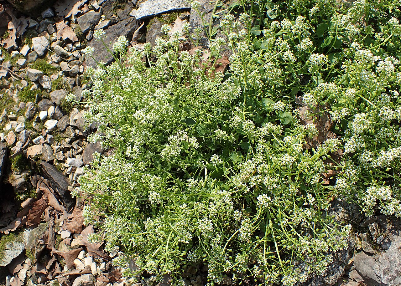 Tatra scurvy-grass: Cochlearia tatrae in PAN Botanical Garden in Warsaw