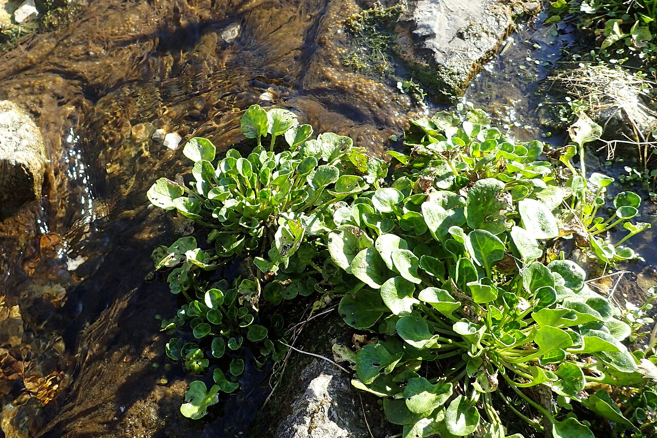 Tatra scurvy-grass: Cochlearia tatrae in PAN Botanical Garden in Warsaw
