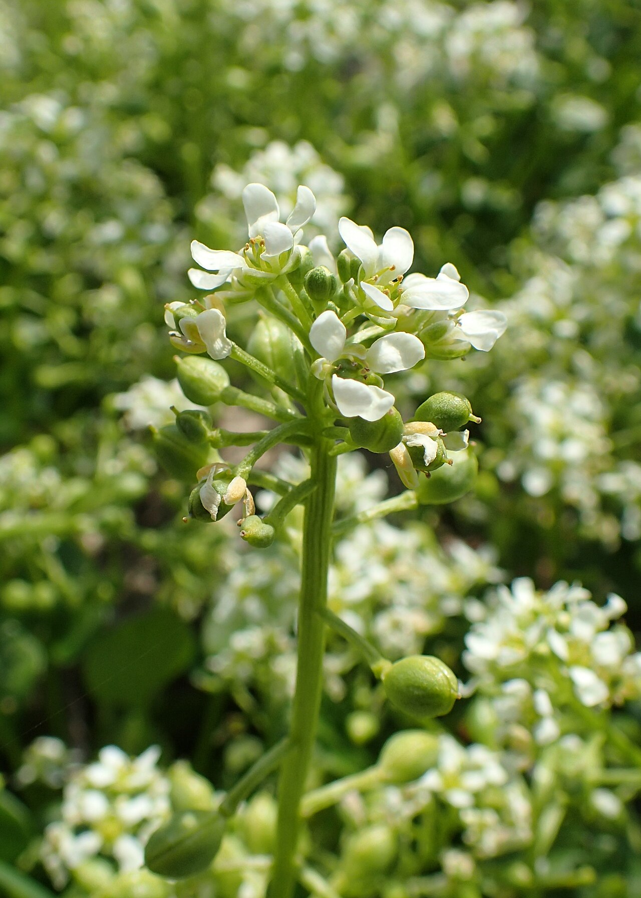 Tatra scurvy-grass: Cochlearia tatrae in PAN Botanical Garden in Warsaw