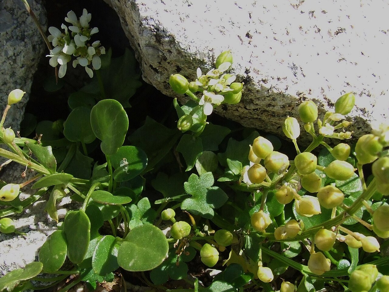 Tatra scurvy-grass: Cochlearia tatrae. Habitat: Zadnia Dolina Jaworowa, poniżej Lodowej Przełęczy