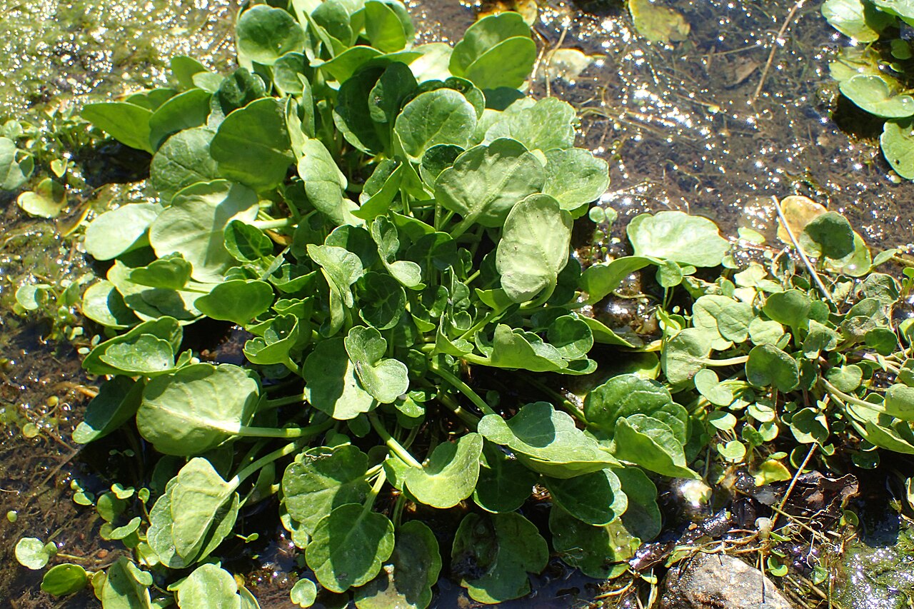 Tatra scurvy-grass: Cochlearia tatrae in PAN Botanical Garden in Warsaw